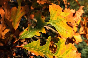 Deeply lobed red to yellow and orange autumn leaves of Bur Oak tree, latin name Quercus Macrocarpa,...