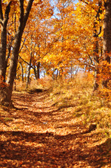 Wild forest path among the trees in the golden autumn season. Vertical view
