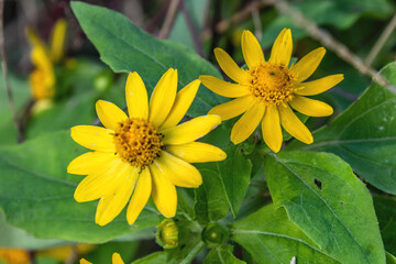 Fleur en proxy photographie