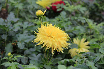 bright autumn flowers