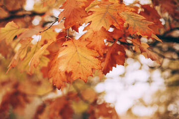 Beautiful red oak leaves in the autumn forest.