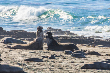 Bull Elephant Seal on San Simeon Beach - California