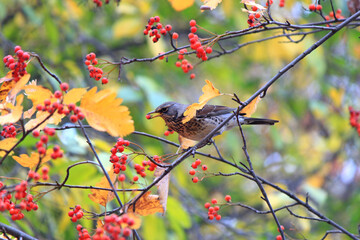thrush enjoys the taste of ripe rowan