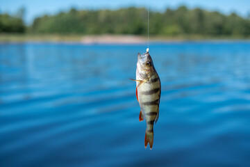 Small striped fish hanging on a fishing line on the background of blue water