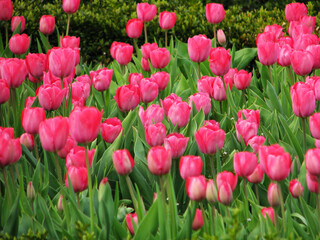 Pink tulips in the garden on a sunny day