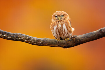 The ferruginous pygmy owl (Glaucidium brasilianum) is a small owl that breeds in south-central Arizona and southern Texas in the United States, south through Mexico and Central America, to South 