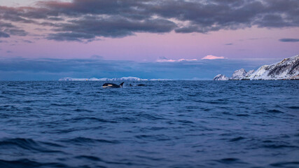 Great Orcas Killer Whales cruising through norway waters among fjords with sunset beautiful snowy background © willyam