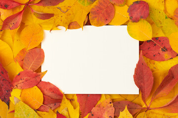 autumn background with paper sheet and leaves