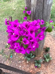 Fototapeta na wymiar purple azalea - bougainvillea glabra