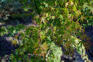 Beautiful Acer palmatum , palmate maple or smooth Japanese maple leaves