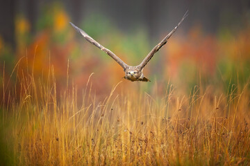 The common buzzard (Buteo buteo) is a medium-to-large bird of prey which has a large range. A member of the genus Buteo, it is a member of the family Accipitridae. 