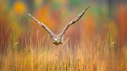 The common buzzard (Buteo buteo) is a medium-to-large bird of prey which has a large range. A...