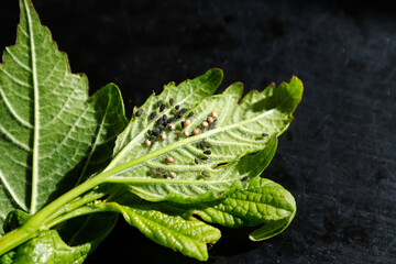 Obraz premium Closeup of aphids covering a leaf against a dark background