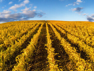 Fototapeta na wymiar Herbstlicher Weinberg in kräftig gelben Farben in der abendlichen Sonne