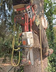Arborists harness and tools - 391864169