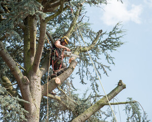 Cutting branches off a tree. - 391864196