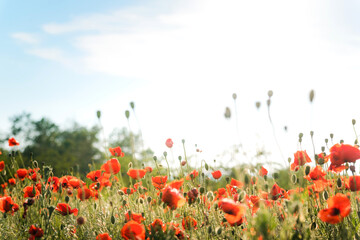 Poppy field