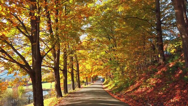 Road in woods with Autumn foliage colors 4k video