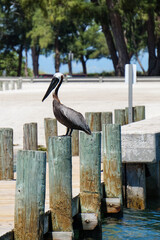 Florida bird