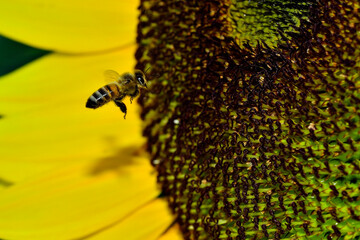 Bee flying towards a sunflower