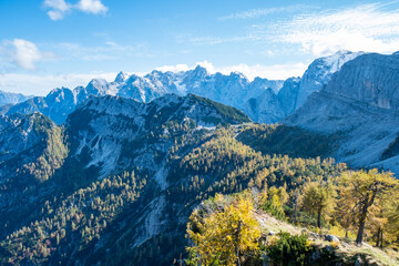 beautiful panoramic mountain scenery in the Julian Alps with colorful yellow and green spruce trees and larches on a mountain ridge on a sunny day in autumn with blue skies