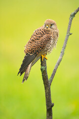Common kestrel (Falco tinnunculus) is a bird of prey species belonging to the kestrel group of the falcon family Falconidae. It is also known as the European kestrel, Eurasian kestrel