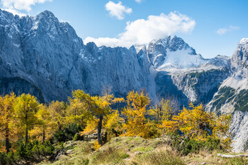 hiking in Slovenia with a beautiful mountain scenery in the Julian Alps with yellow larches and...