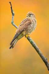 Common kestrel (Falco tinnunculus) is a bird of prey species belonging to the kestrel group of the falcon family Falconidae. It is also known as the European kestrel, Eurasian kestrel