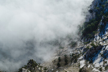 Rocks and pines in the fog