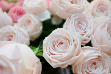 Blurred and softly style of sweet pink roses with soft light for background backdrop 