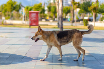A lonely stray dog in Antalya