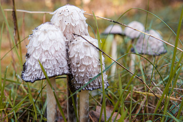 Coprinus comatus,  is a common fungus often seen growing on lawns, along gravel roads and waste areas.