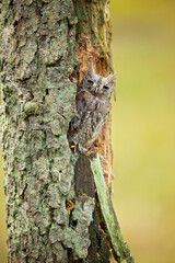 he Eurasian scops owl (Otus scops), also known as the European scops owl or just scops owl, is a small owl. This species is a part of the larger grouping of owls known as typical owls