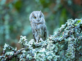 he Eurasian scops owl (Otus scops), also known as the European scops owl or just scops owl, is a small owl. This species is a part of the larger grouping of owls known as typical owls