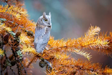 Foto op Canvas he Eurasian scops owl (Otus scops), also known as the European scops owl or just scops owl, is a small owl. This species is a part of the larger grouping of owls known as typical owls © Milan
