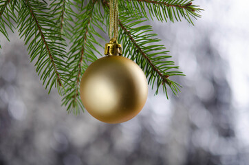 Golden matte Christmas ball hangs on a spruce branch.