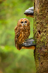 The tawny owl or brown owl (Strix aluco) is a stocky, medium-sized owl commonly found in woodlands across much of the Palearctic. 