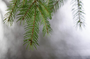Fluffy Christmas tree branch on a silver background.