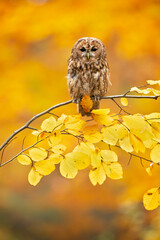 The tawny owl or brown owl (Strix aluco) is a stocky, medium-sized owl commonly found in woodlands across much of the Palearctic. 