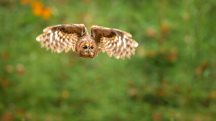 The tawny owl or brown owl (Strix aluco) is a stocky, medium-sized owl commonly found in woodlands across much of the Palearctic. 