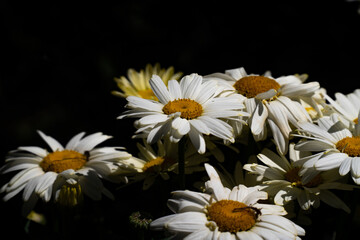 Fototapeta na wymiar Close-up view of a bunch of daisies, on a black background