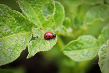 Macro view of colorado beetle larva on potato leaves