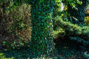 green leaves on a tree trunk. ivy with green leaves wrapped around a tree trunk
