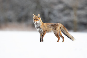 Red foxes colonised the North American continent in two waves: during or before the Illinoian glaciation, and during the Wisconsinan glaciation