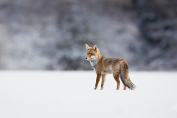 Fototapeta premium Red foxes colonised the North American continent in two waves: during or before the Illinoian glaciation, and during the Wisconsinan glaciation