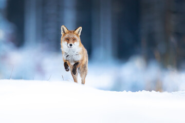 Obraz premium Red foxes colonised the North American continent in two waves: during or before the Illinoian glaciation, and during the Wisconsinan glaciation