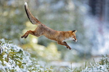 Red foxes colonised the North American continent in two waves: during or before the Illinoian glaciation, and during the Wisconsinan glaciation