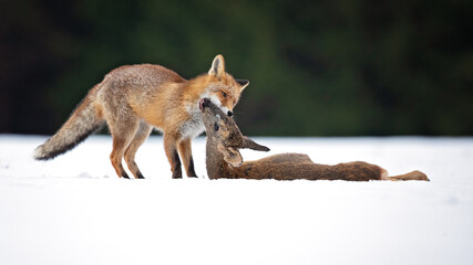 Red foxes colonised the North American continent in two waves: during or before the Illinoian glaciation, and during the Wisconsinan glaciation