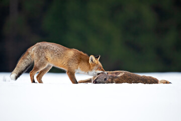 Red foxes colonised the North American continent in two waves: during or before the Illinoian glaciation, and during the Wisconsinan glaciation