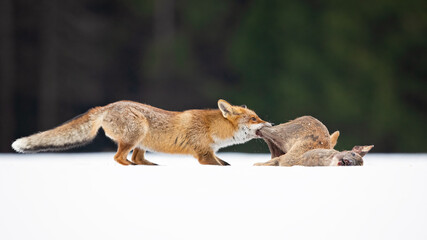 Red foxes colonised the North American continent in two waves: during or before the Illinoian glaciation, and during the Wisconsinan glaciation